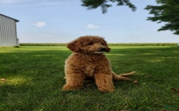 Mini Goldendoodle dogs for sale: Milo F1b - Image 45