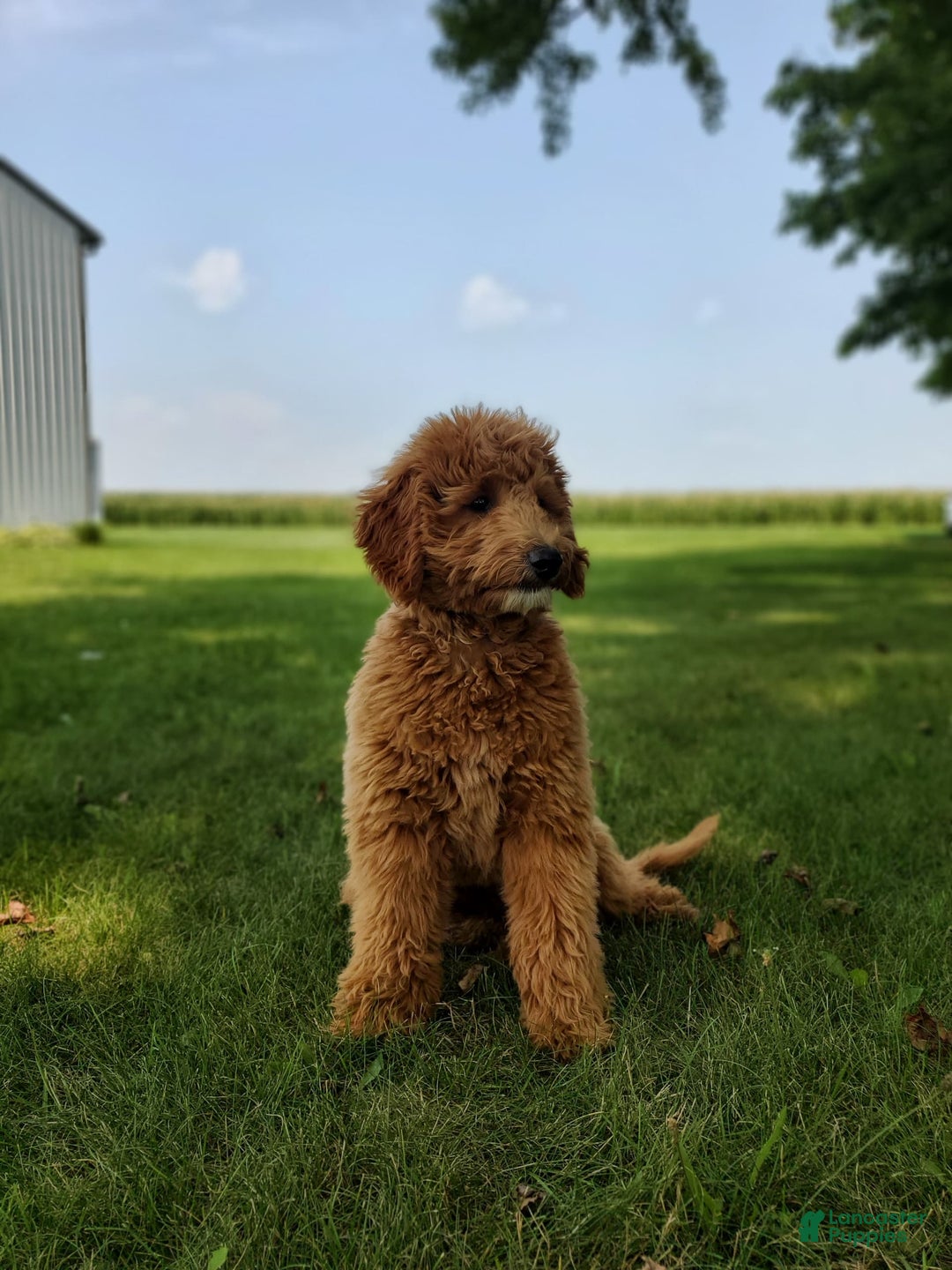 Mini Goldendoodle dogs for sale: Milo F1b - Image 45