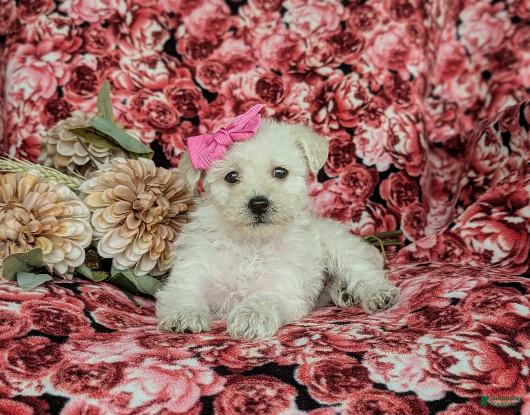Morkie dogs for sale: Zahara Hypoallergenic - Image 2