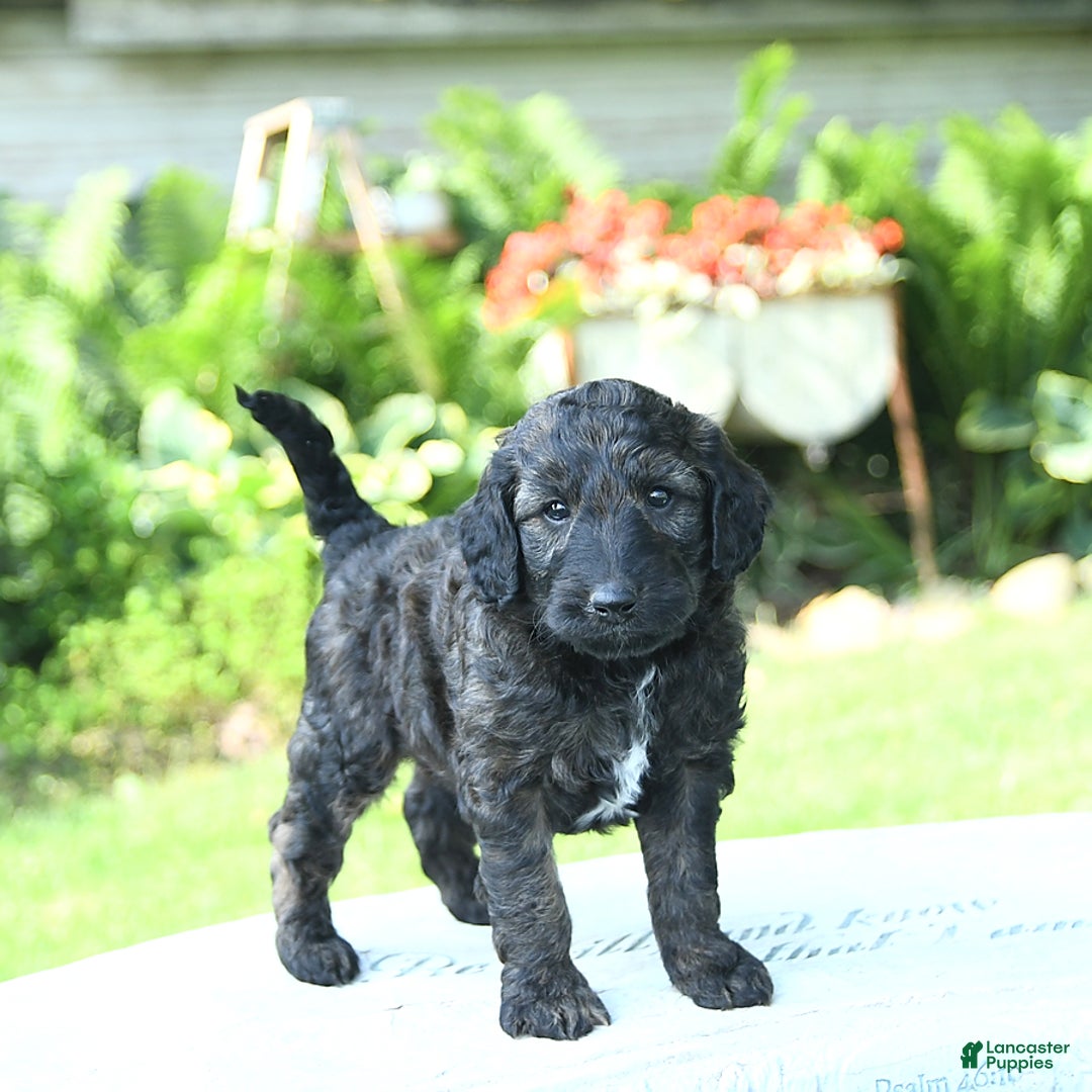 Mini Goldendoodle dogs for sale: Atlas - Image 2