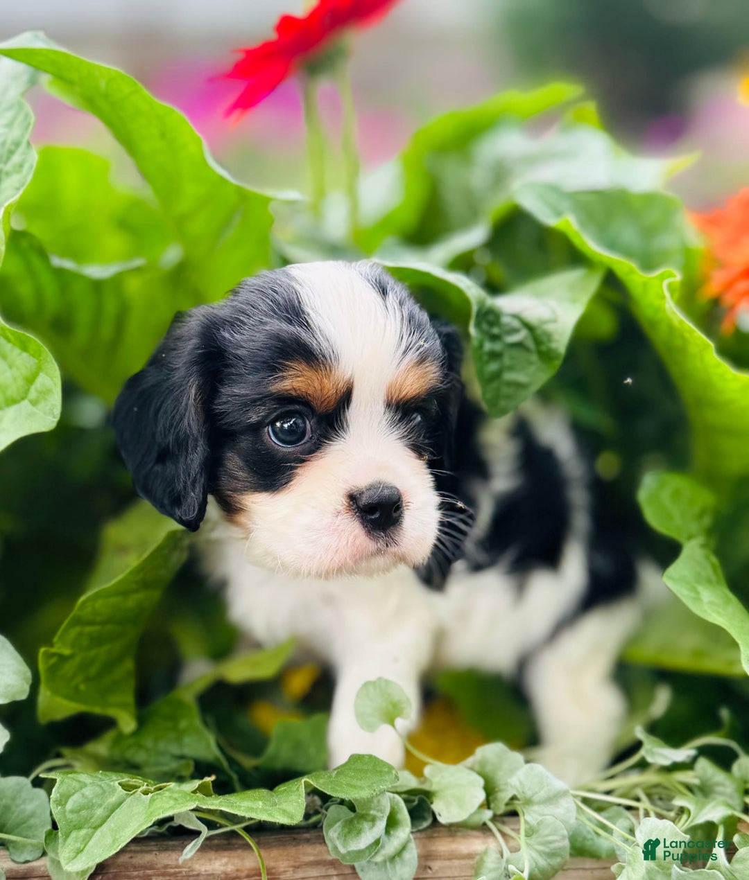 Cavalier King Charles Spaniel dogs for sale: Ryan - Image 2
