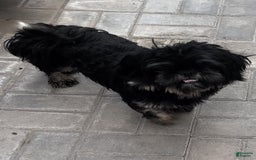 Shih Tzu dogs for sale: Copper - Image 8