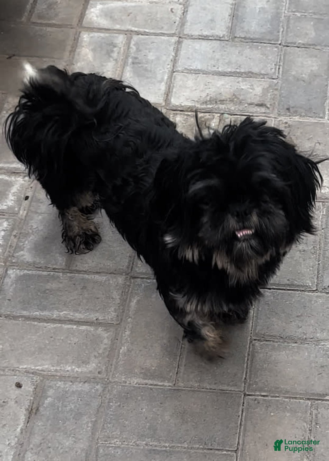 Shih Tzu dogs for sale: Copper - Image 8