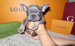 French Bulldog dogs for sale: Pluto - Image 2