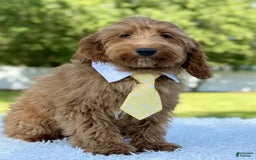 Mini Goldendoodle dogs for sale: Thiago - Image 3