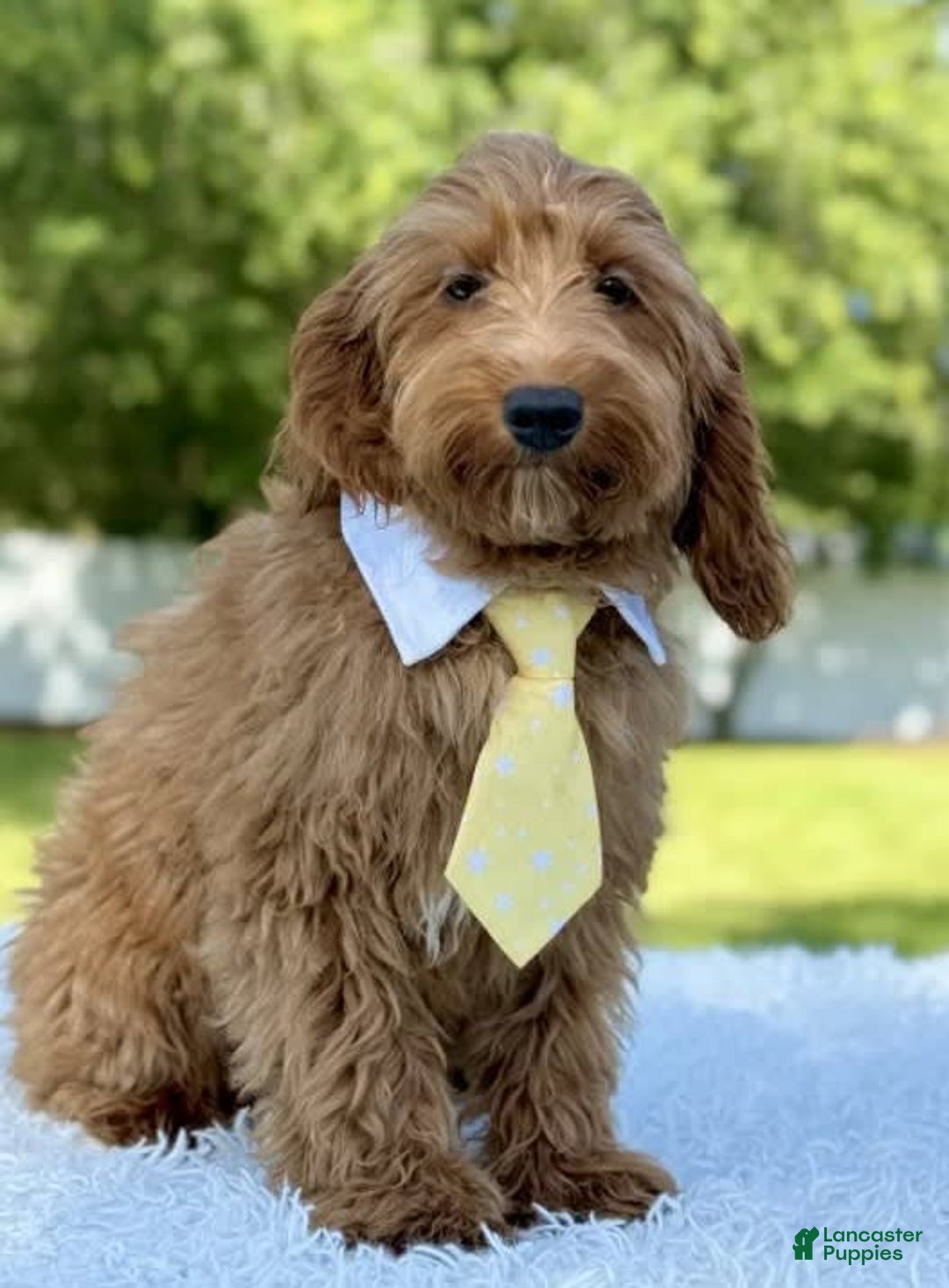 Mini Goldendoodle dogs for sale: Thiago - Image 3