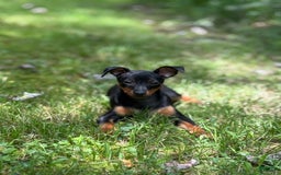 Miniature Pinscher dogs for sale: Willow - Image 2