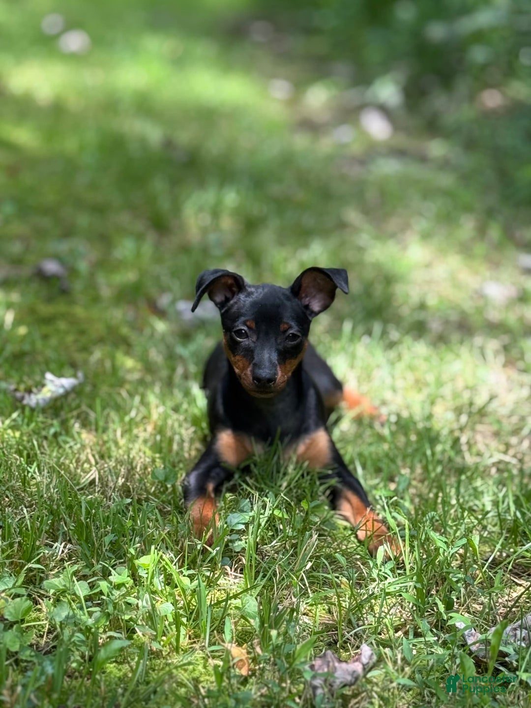 Miniature Pinscher dogs for sale: Willow - Image 2