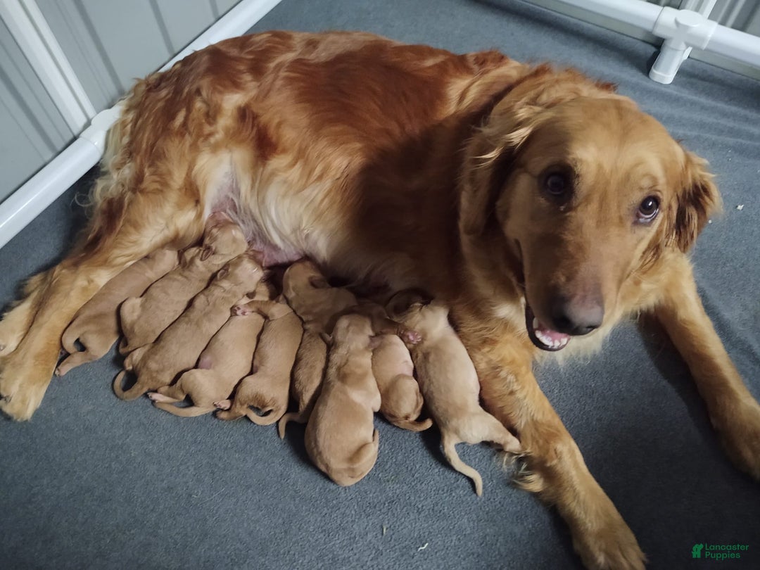 Golden Retriever dogs for sale: Coco - Image 3