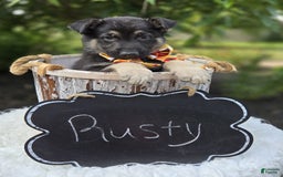 German Shepherd dogs for sale: Rusty - Image 2
