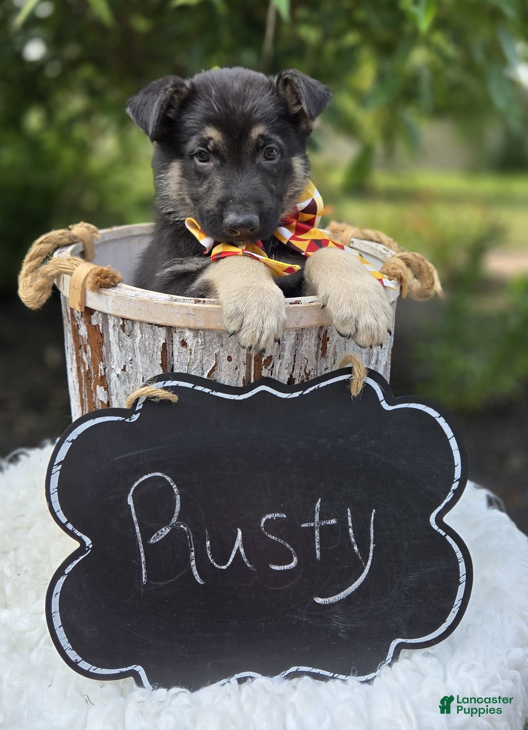 German Shepherd dogs for sale: Rusty - Image 2