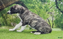 Anatolian Shepherd dogs for sale: AKC Dusty 2025 Male 5 - Image 1