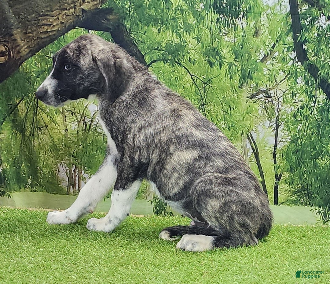 Anatolian Shepherd dogs for sale: AKC Dusty 2025 Male 5 - Image 1