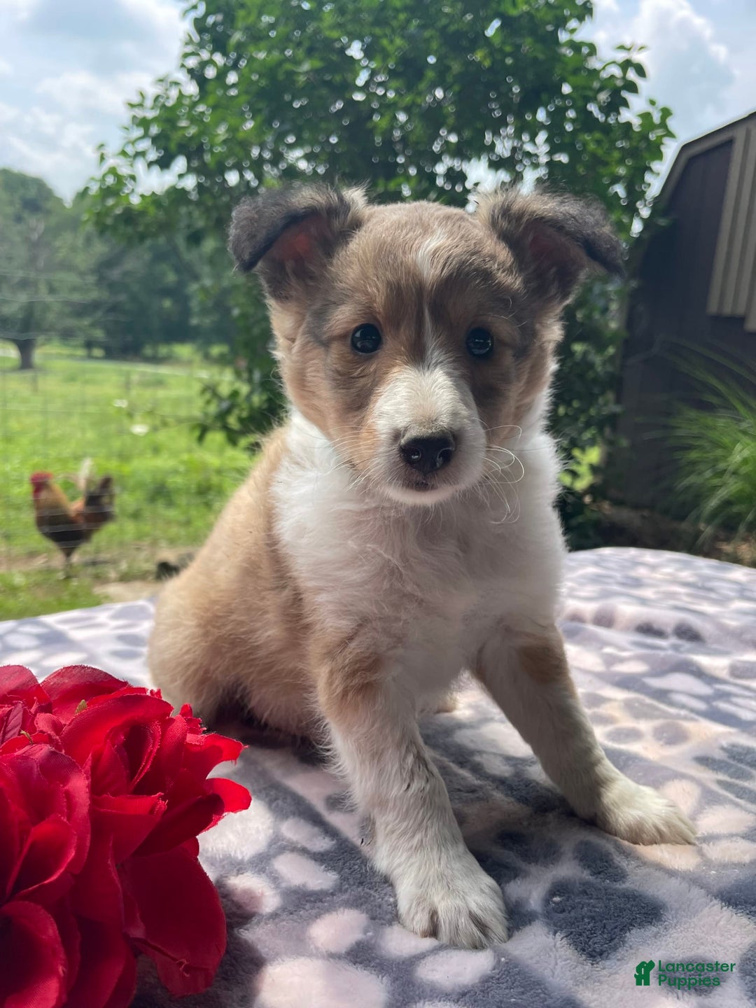 Shetland Sheepdog dogs for sale: Theo - Image 1
