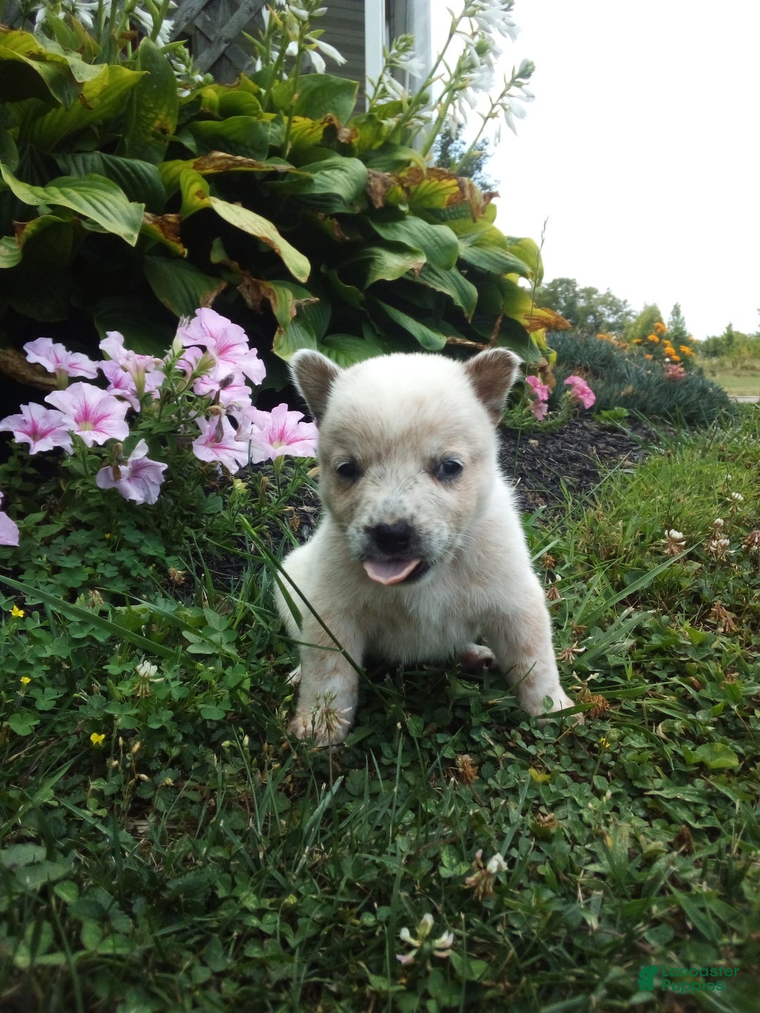 Australian Cattle Dog dogs for sale: Ginger - Image 2