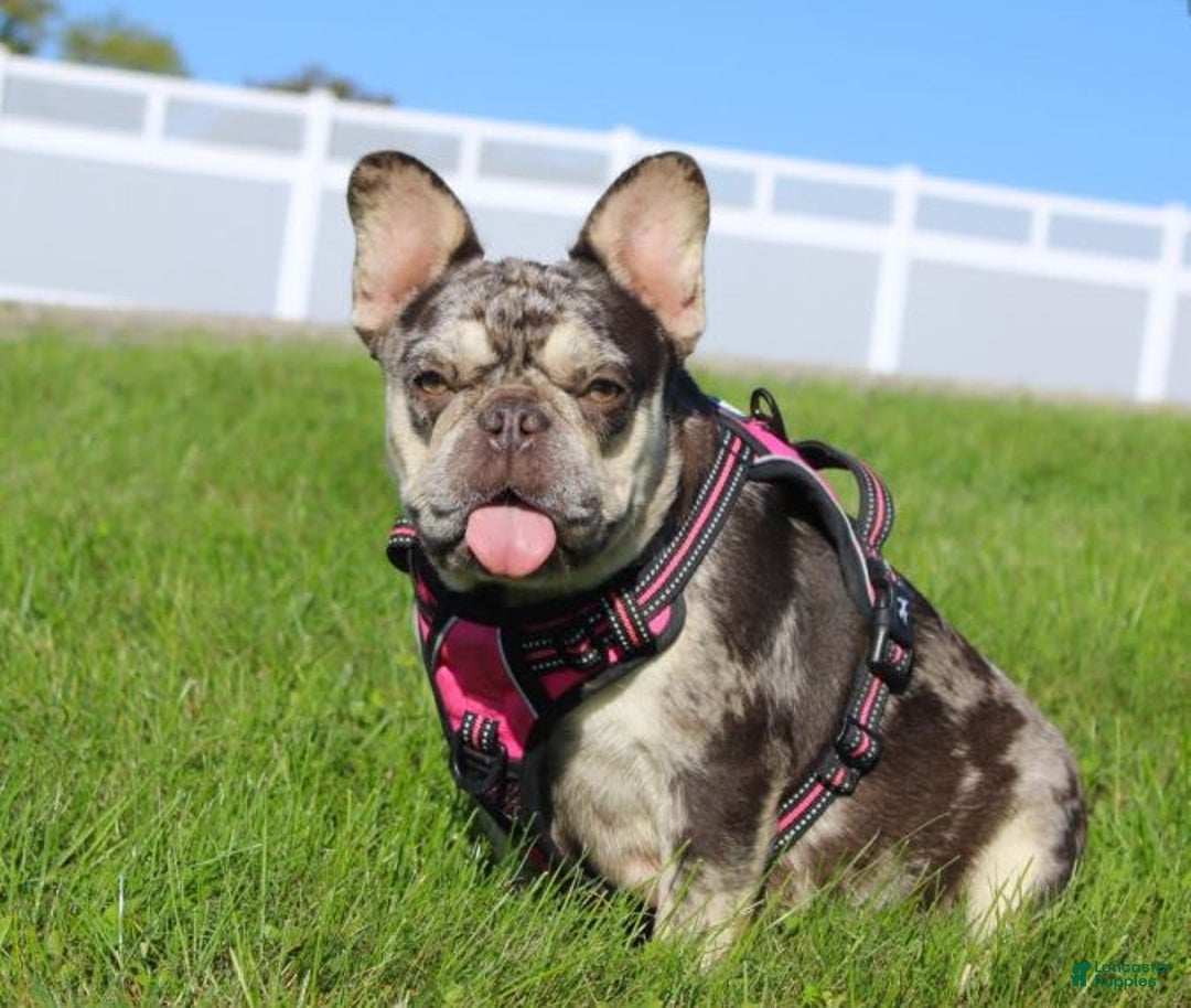 French Bulldog dogs for sale: Bridget - Image 6