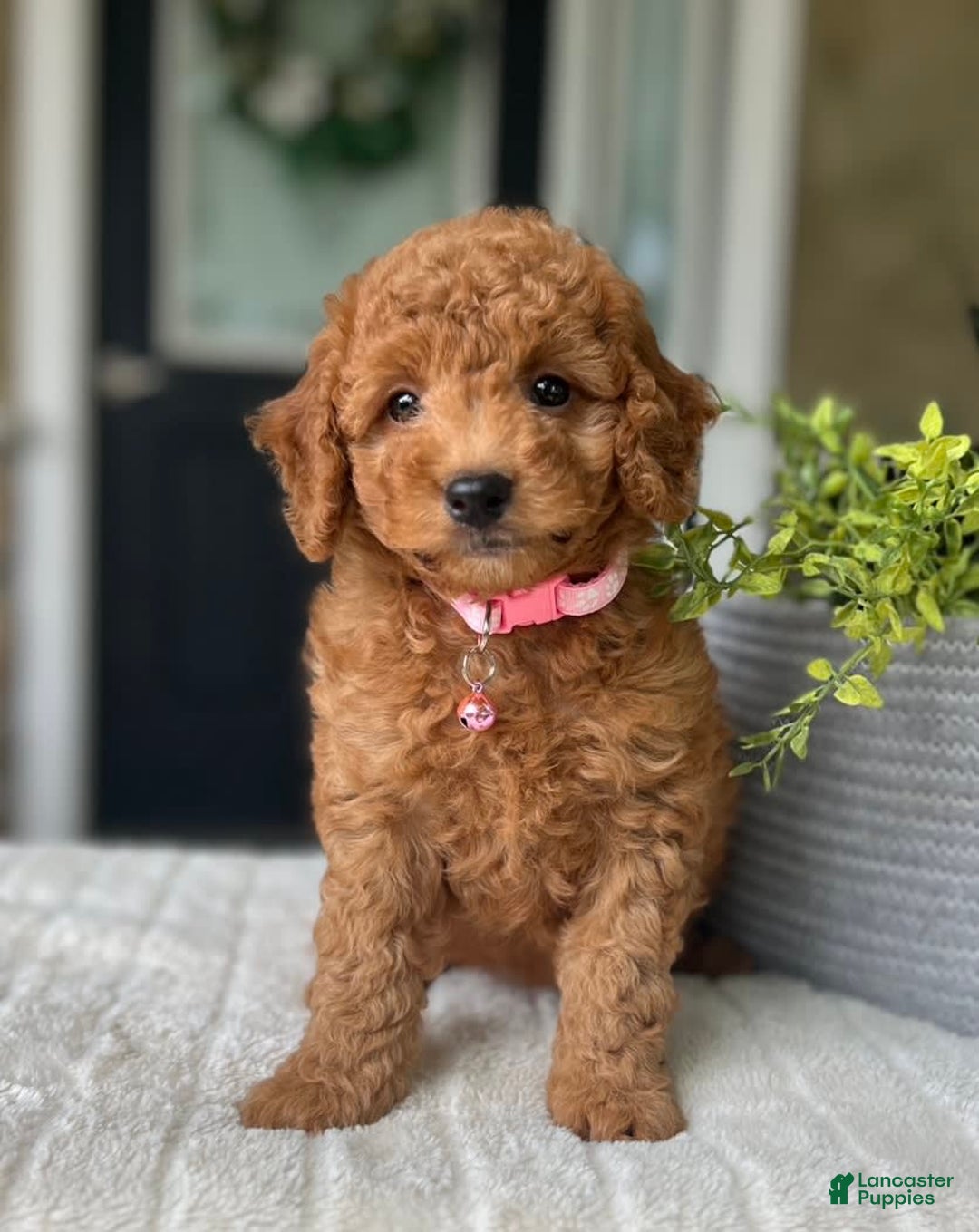 Mini Goldendoodle dogs for sale: Sadie - Image 2