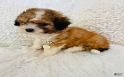 Mini Bernedoodle dogs for sale: Snickerdoodle - Image 7