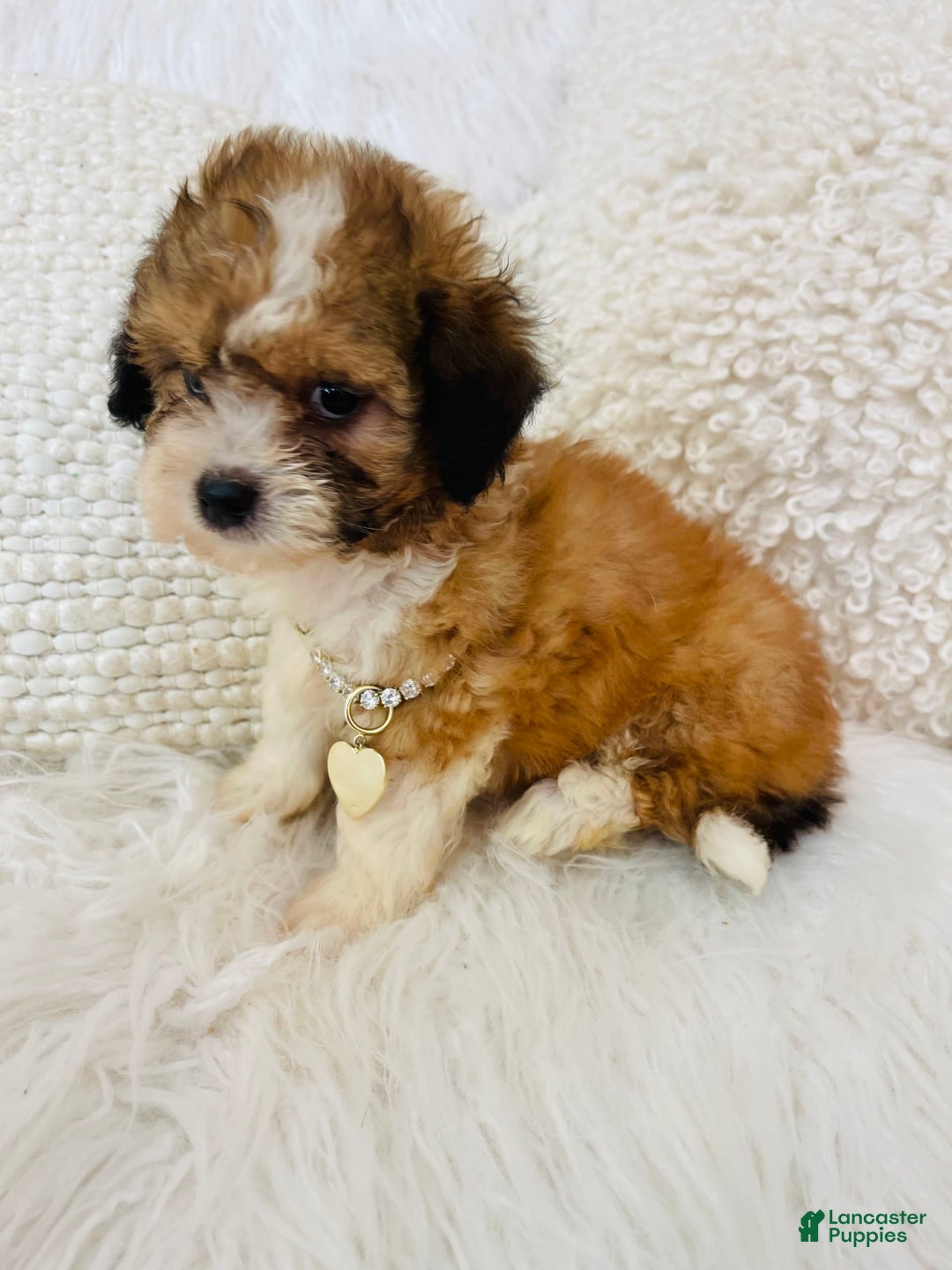 Mini Bernedoodle dogs for sale: Snickerdoodle - Image 7