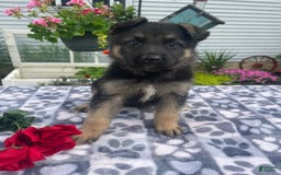 German Shepherd dogs for sale: Betty - Image 2