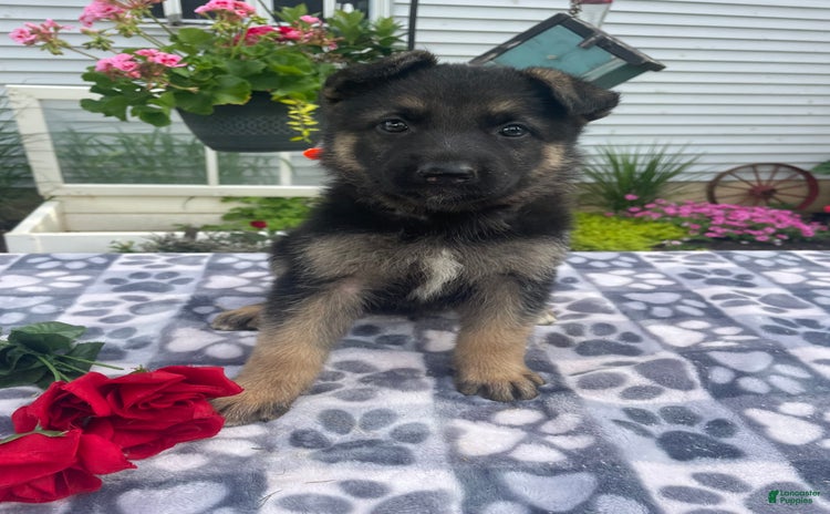 German Shepherd dogs for sale - Ad 3
