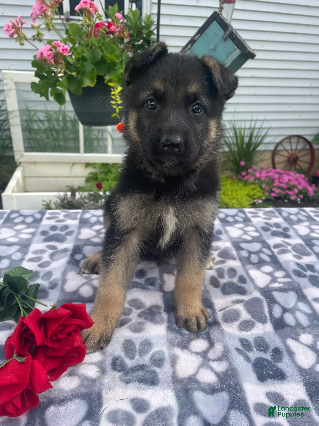 German Shepherd dogs for sale: Betty - Image 2