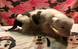Border Collie dogs for sale: Ego - Image 9