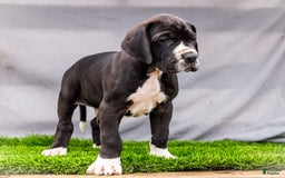 Great Dane dogs for sale: Trever - Image 6