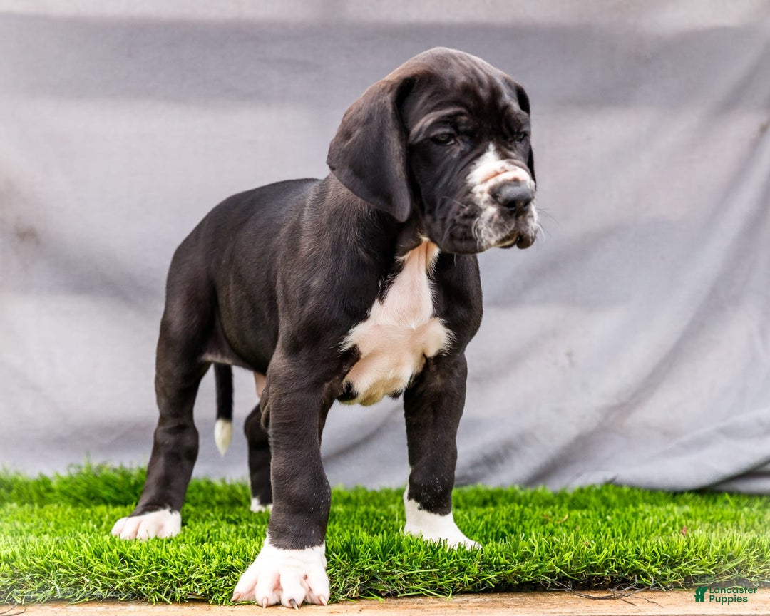 Great Dane dogs for sale: Trever - Image 6