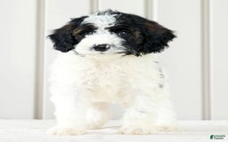 Miniature Poodle dogs for sale: Kolton - Image 3