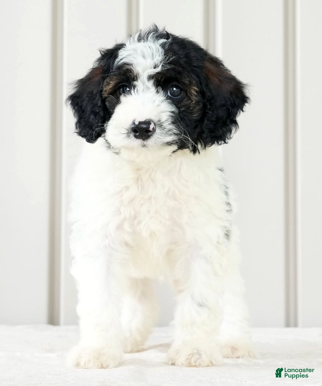 Miniature Poodle dogs for sale: Kolton - Image 3