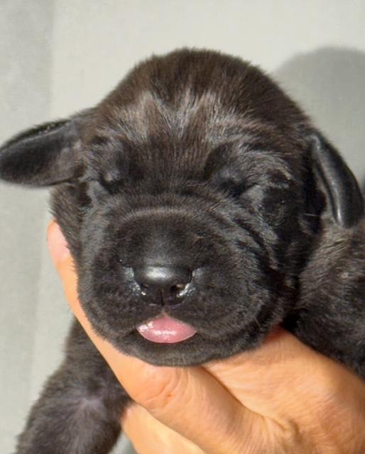 Great Dane dogs for sale: Queenie - Black - Image 3