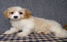 Cavachon dogs for sale: Banjo - Image 4