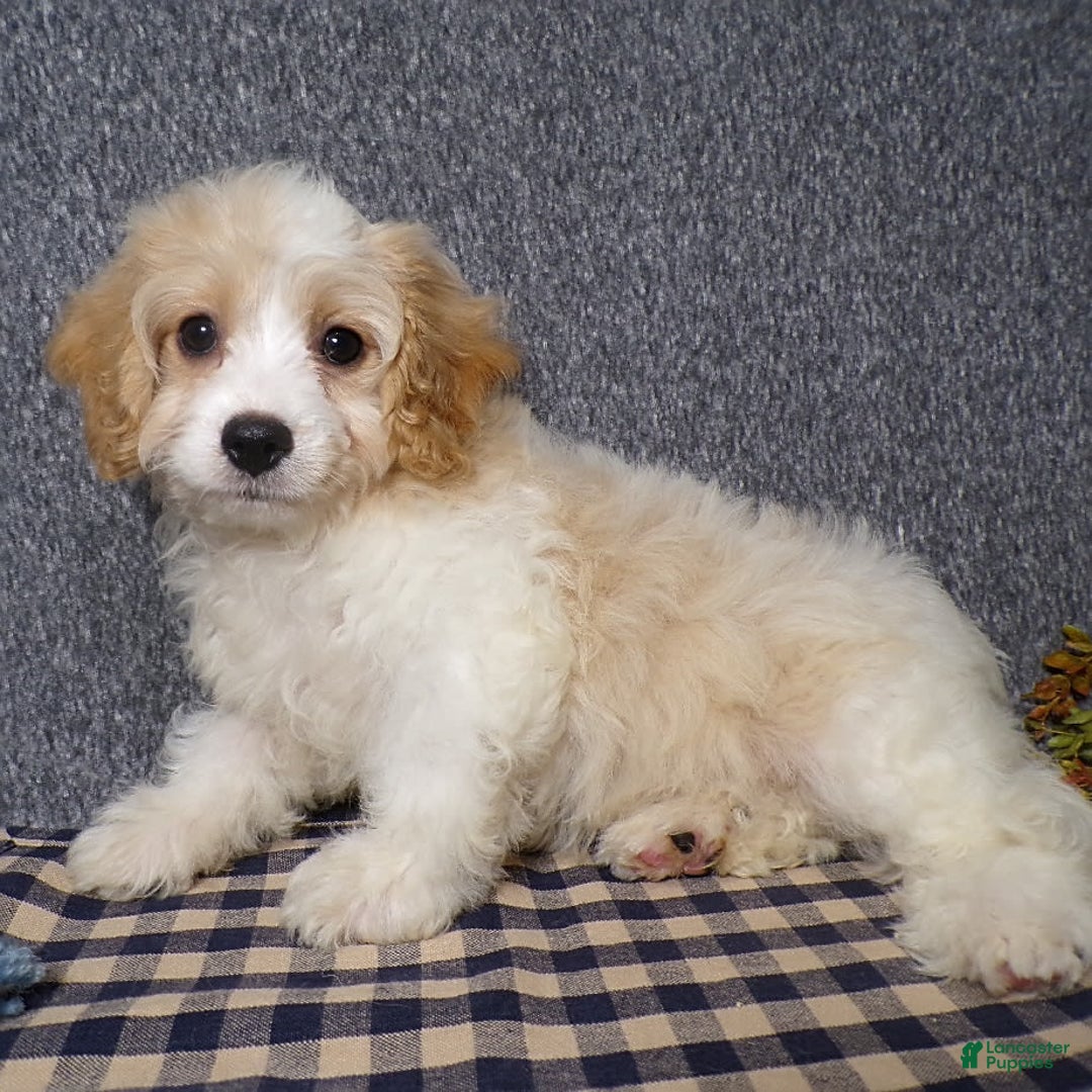 Cavachon dogs for sale: Banjo - Image 4