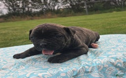 American Bulldog dogs for sale: Miss Trenchbell - Listing for pets: Miss Honey, Matilda, Miss Trenchbell, Harry - Image 5
