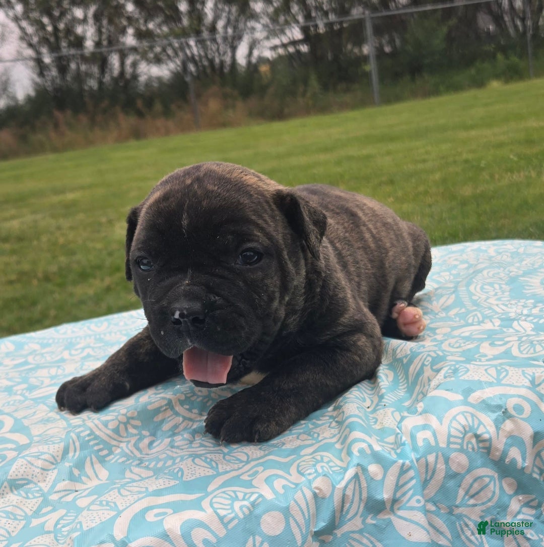 American Bulldog dogs for sale: Miss Trenchbell - Listing for pets: Miss Honey, Matilda, Miss Trenchbell, Harry - Image 5