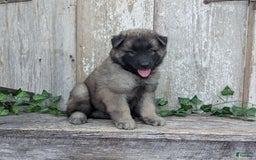 Belgian Tervuren dogs for sale: Smoke - Image 6