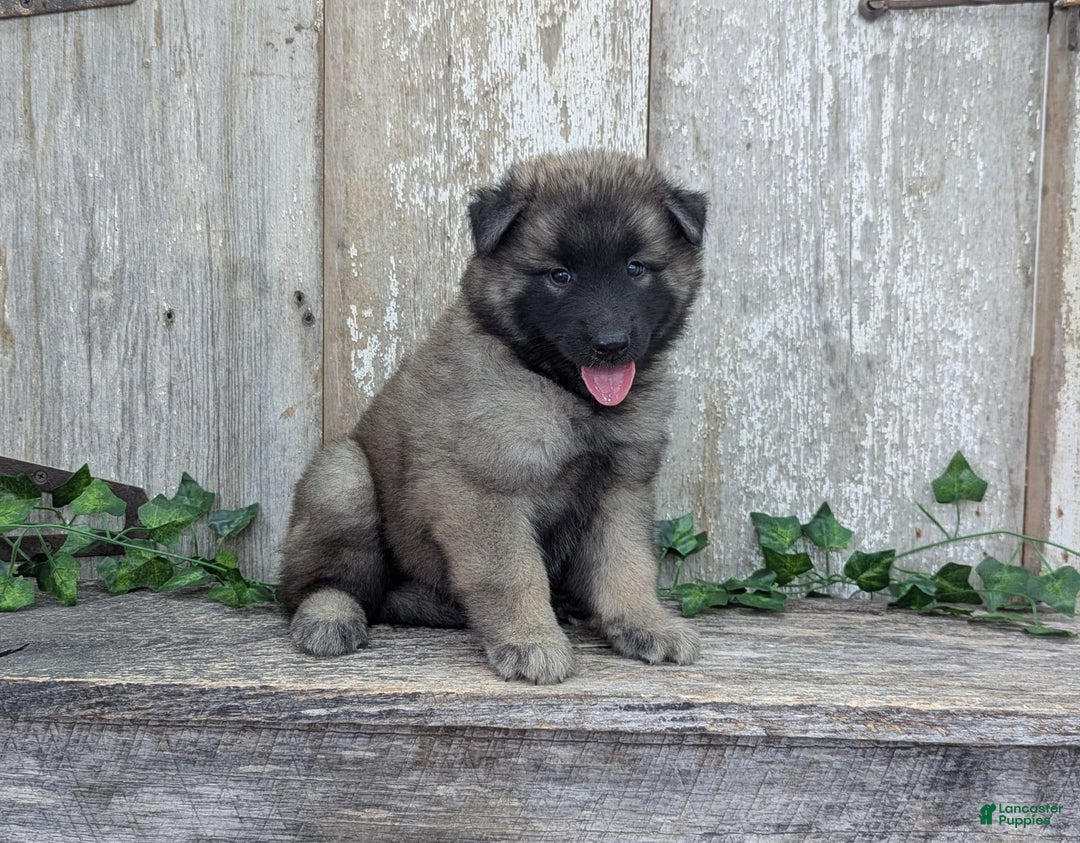 Belgian Tervuren dogs for sale: Smoke - Image 6