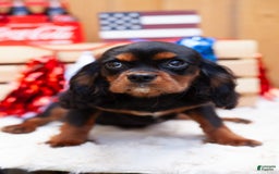 Cavalier King Charles Spaniel dogs for sale: Dylan - Image 4