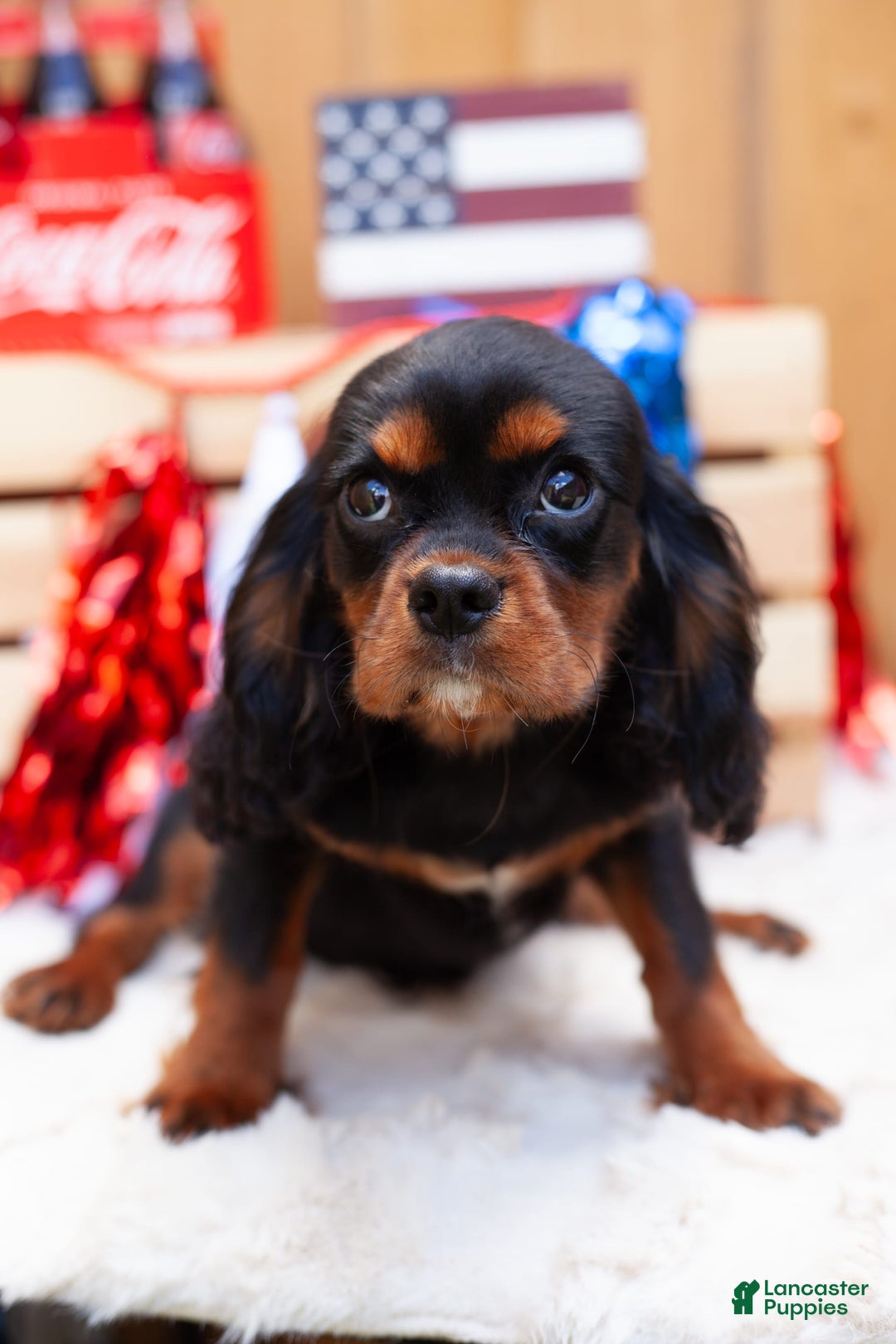 Cavalier King Charles Spaniel dogs for sale: Dylan - Image 4