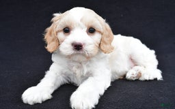 Cavapoo dogs for sale: Snickers - Image 10