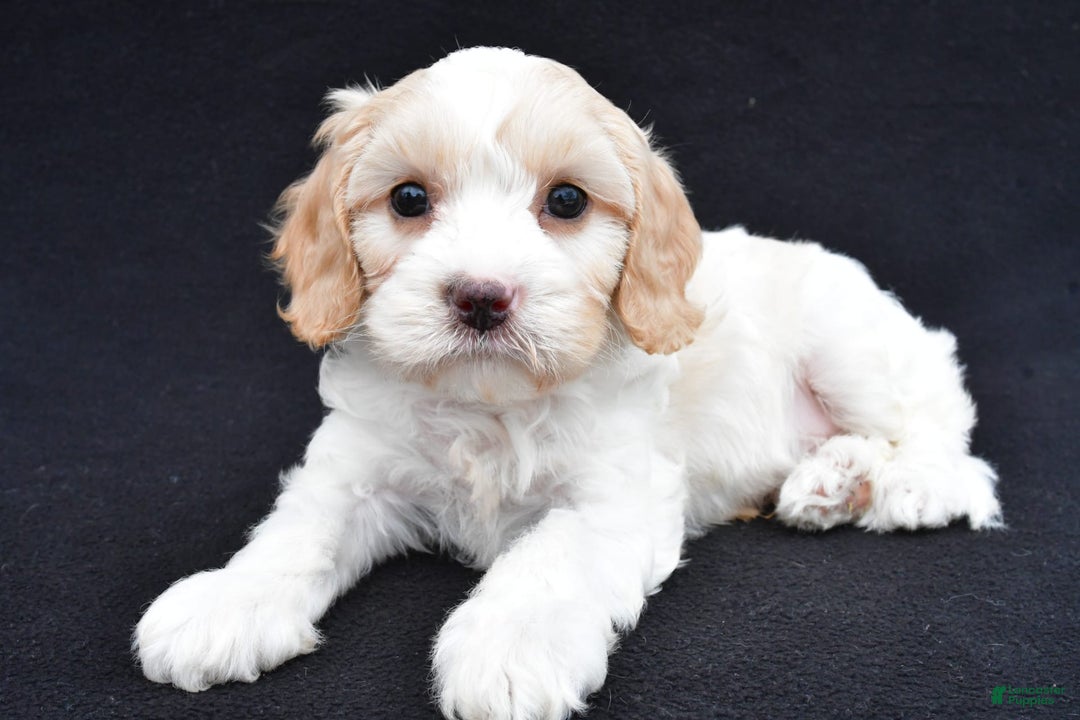 Cavapoo dogs for sale: Snickers - Image 10