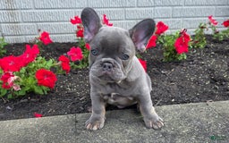French Bulldog dogs for sale: Remi - Image 21