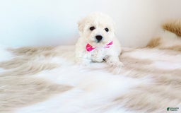 Maltipoo dogs for sale: Sunshine - Image 12