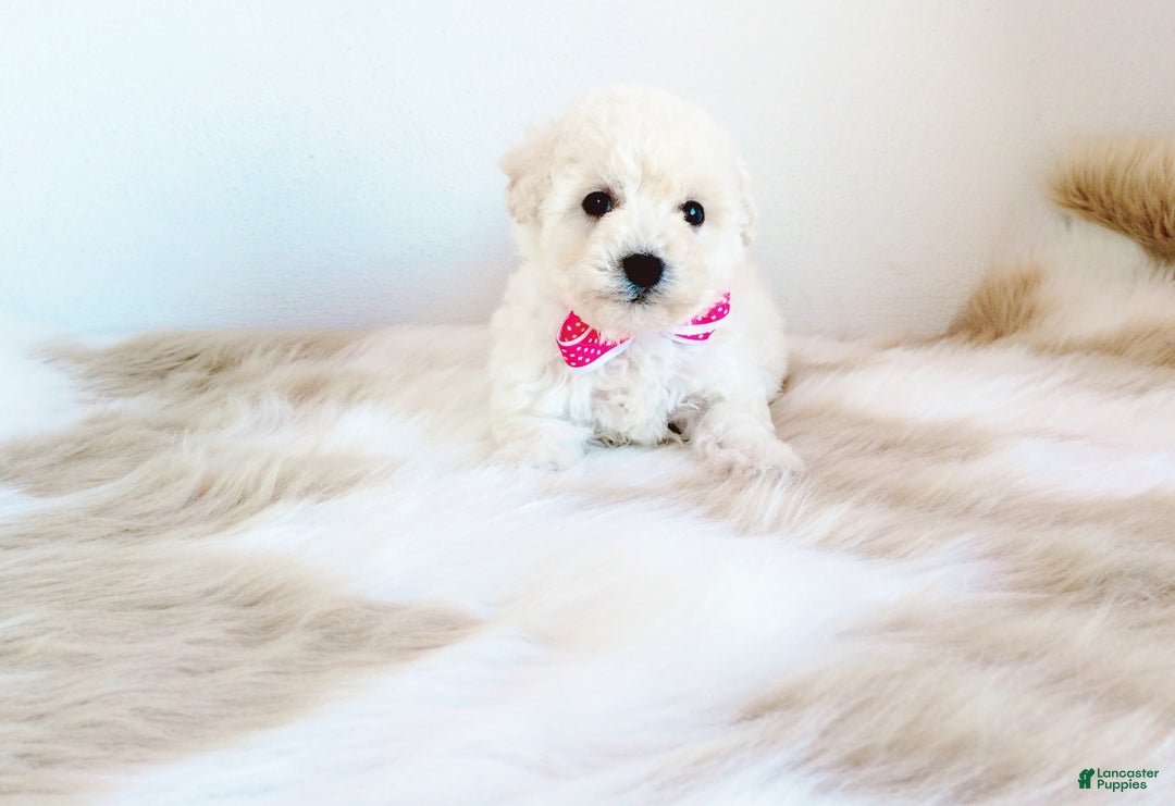 Maltipoo dogs for sale: Sunshine - Image 12