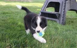 Border Collie dogs for sale: Kingston - Image 3