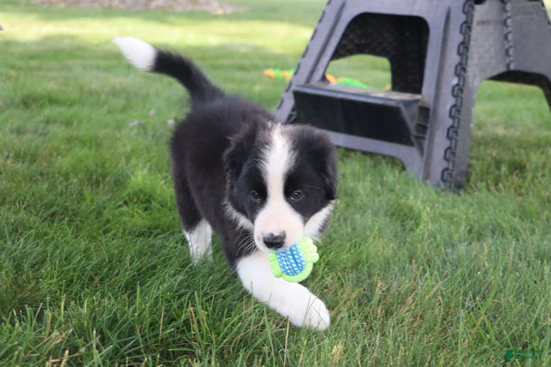 Border Collie dogs for sale: Kingston - Image 3