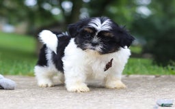 Shih Tzu dogs for sale: Zeke - Image 6