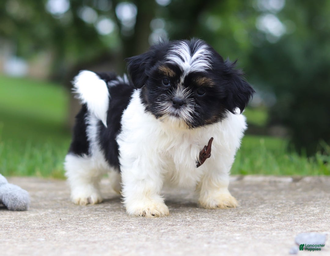 Shih Tzu dogs for sale: Zeke - Image 6