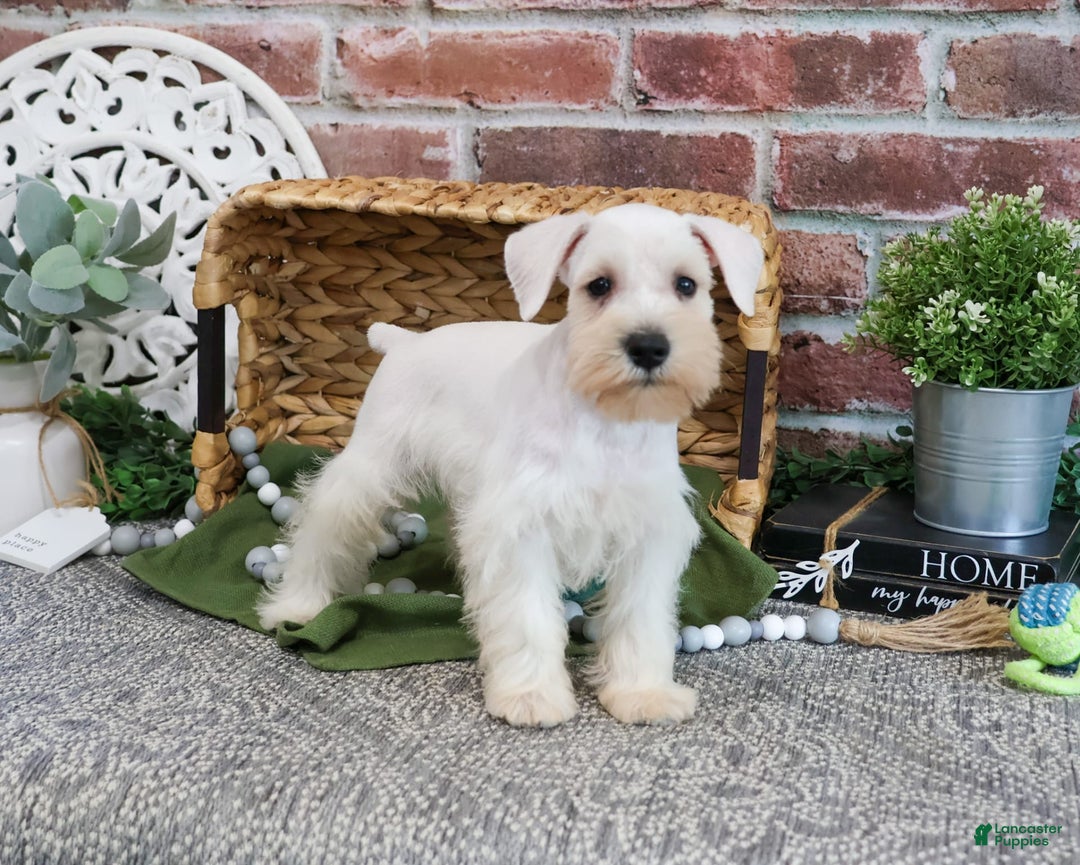 Miniature Schnauzer dogs for sale: Charles - Image 4